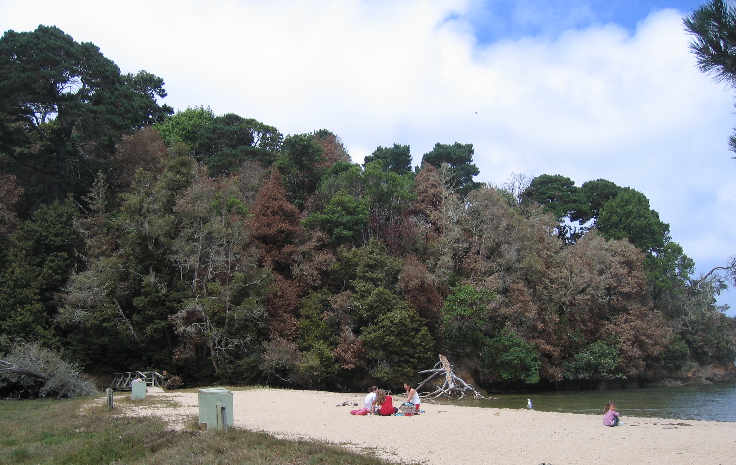 At Shelley Beach, a few miles North of San Francisco, tanoaks and oaks, the most sacred trees to native people of the Northern California coast, have been decimated due to the exotic disease known as Sudden Oak Death (SOD). SOD is thus not only changing the landscape dynamics but also profoundly altering the local culture. (Photo by Matteo Garbelotto)