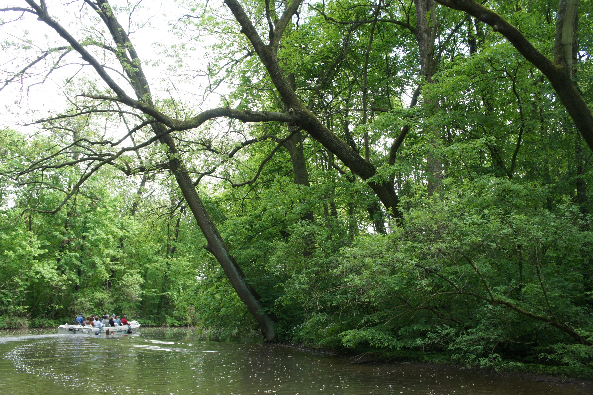 Experiencing the floodplain forests of the city of Leipzig, Germany, from the river (photo by Matilda Annerstedt)