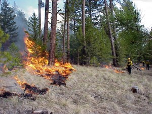 Prescribed fire used by the Tribes for centuries (Flathead Indian Reservation managed by the Confederated Tribes of the Salish and Kootenai Tribes). Photo by IFMAT-III