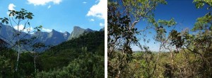 Fig. 2: Particular need for “Supersites for Forest Science” in the sub-tropical zonobiome, exemplifying Atlantic Forest (State of Rio de Janeiro/Brazil; left) and Cerradao (State of Sao Paulo/Brazil; right). Photos: R. Matyssek