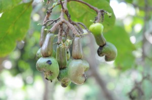 Cashew nuts, Brazil (photo by PJ Stephenson)
