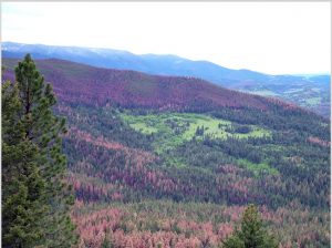 "In western North America, mountain pine beetle outbreaks killed millions of trees across vast areas of pine forests, with an impact even greater than that of wildfire. Climate change has contributed to the size and severity of these unprecedented outbreaks. Photo by Barbara Bentz (from Ramsfield et al. (2016), also see Bentz et al. in the same issue)."