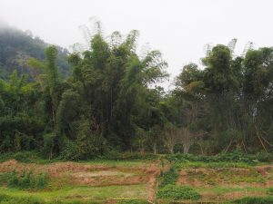 Agroforestry area in Laos. Photo: Renate Prüller, IUFRO Headquarters
