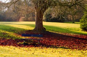 Bench under a tree. Photo: all-free-download, George Hodan