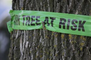 Sign on a tree warning of emerald ash borer damage (SBSArtDept)