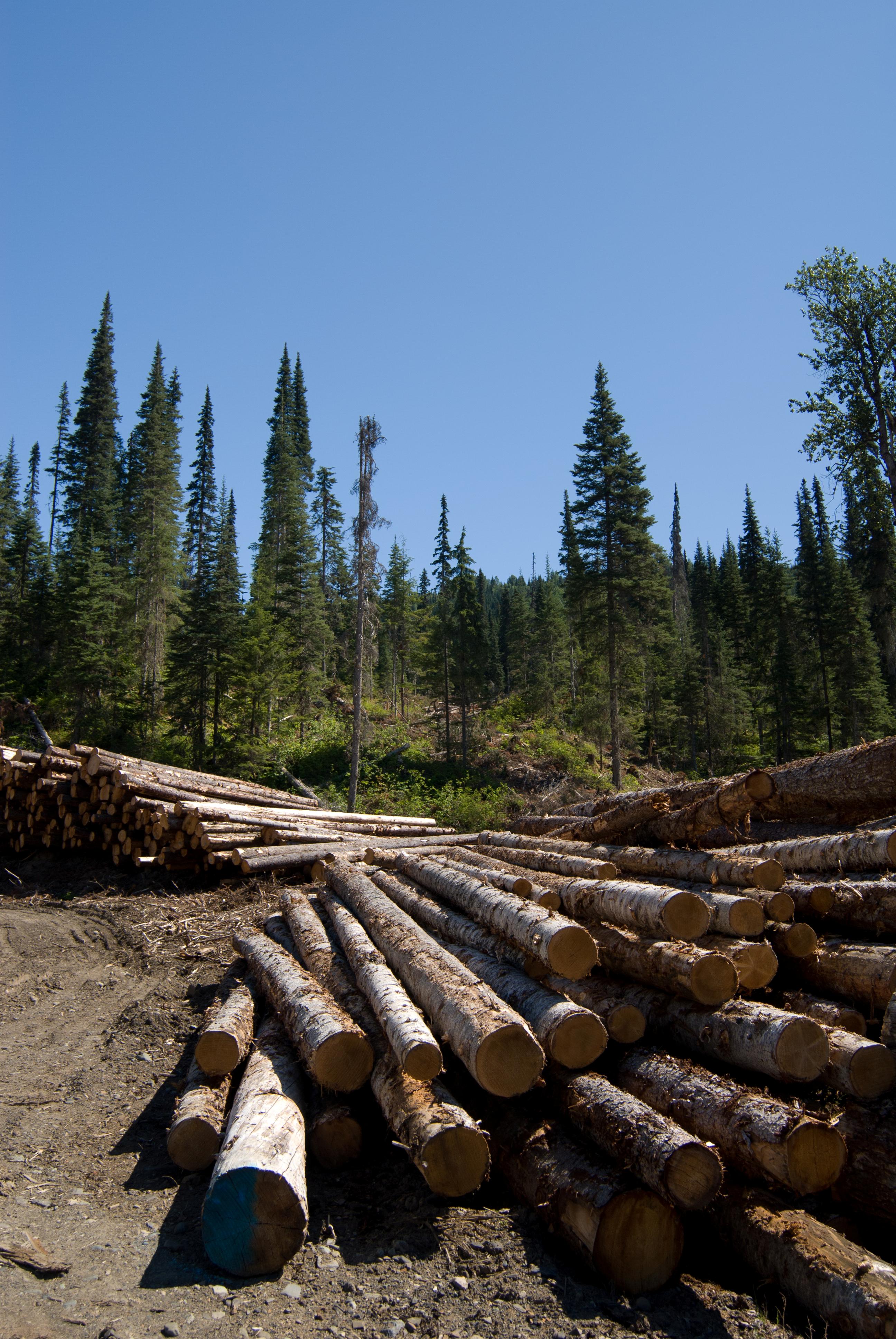 Logging operations in Northwest British Columbia, Canada (Photo by John Innes)