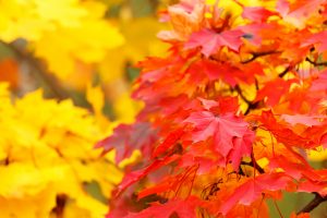 Autumn foliage, Korea (photo by Petr Kratochvil, all-free-download)
