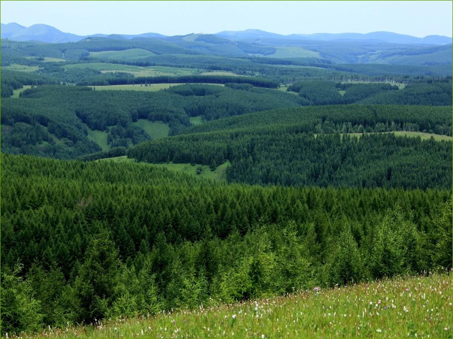 Planted forests of Larix gmelinii