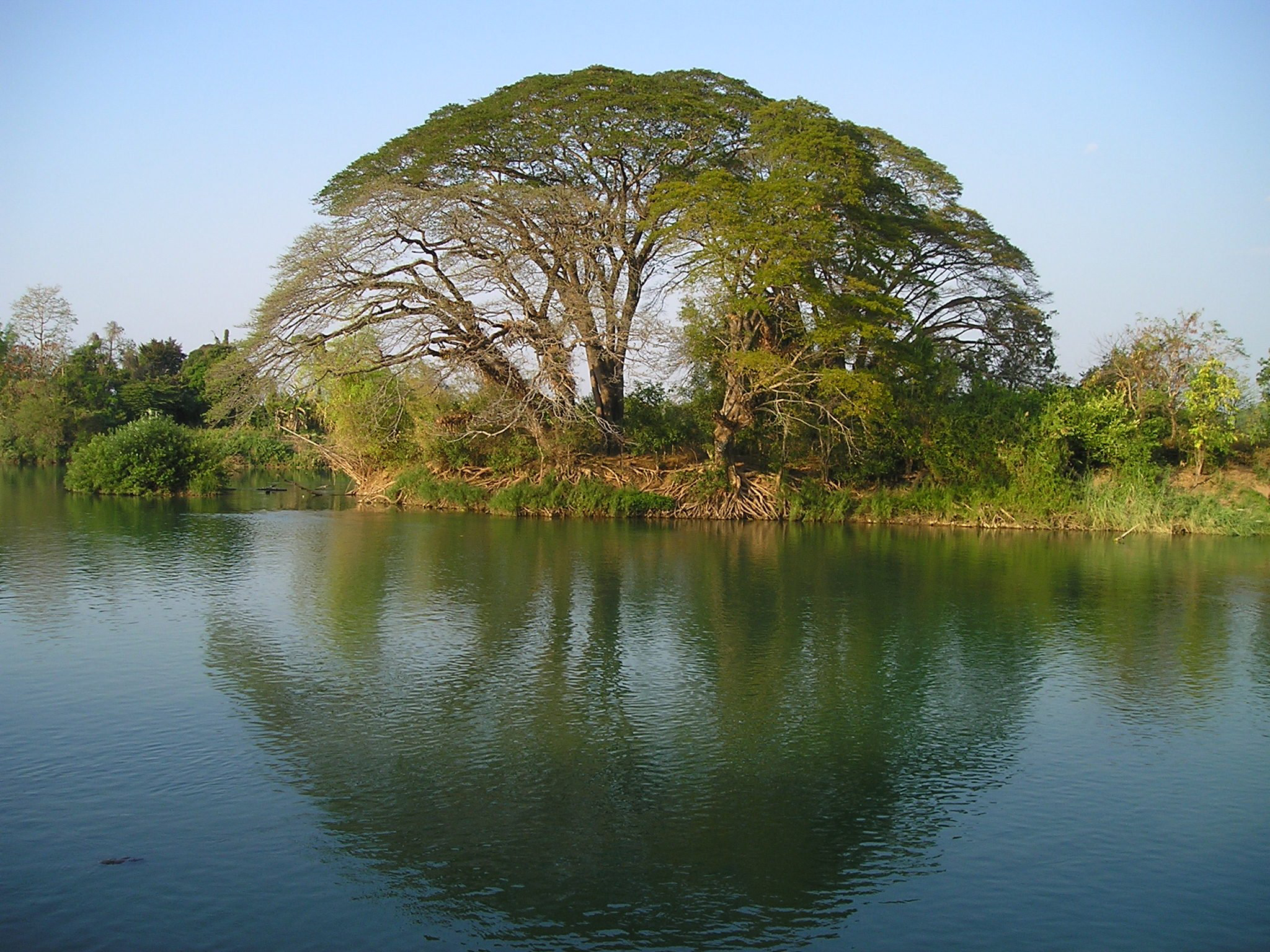 картинки дерево в воде